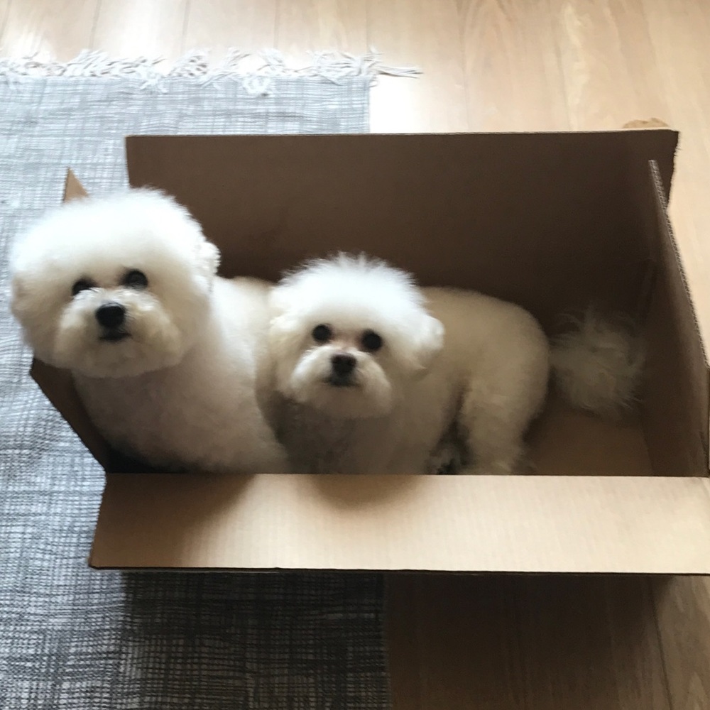 Meet your Posher, Kendall - Picture 3 of 5